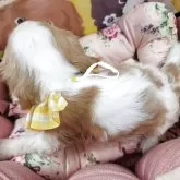 キャバリア【福岡県・男の子・2025年8月28日・ブレンハイム】の写真4