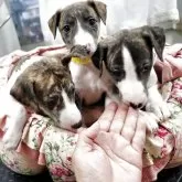 ウィペット【福岡県・女の子・2025年7月25日・ブリンドル&ホワイト】の写真5