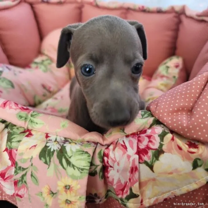 くろだ 様のお迎えした子犬