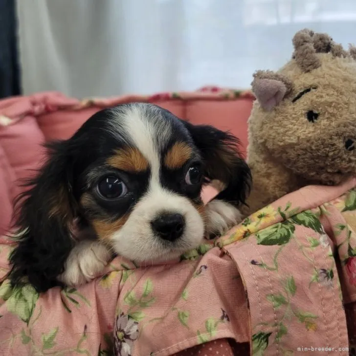 M.S 様のお迎えした子犬