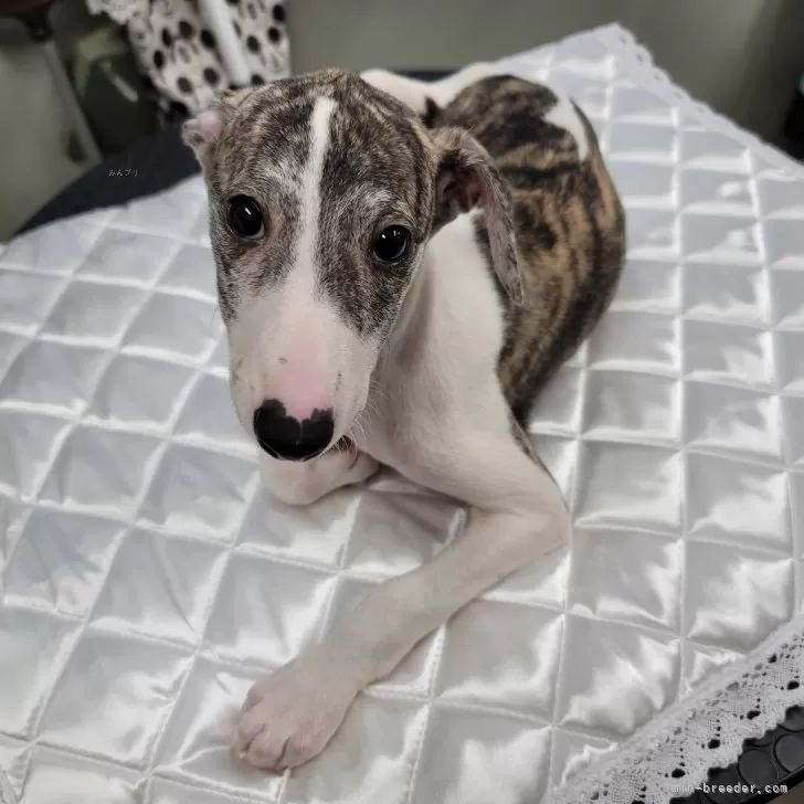 ID:2404-06849の子犬