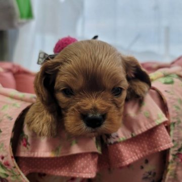 キャバリア【福岡県・女の子・2023年5月28日・ルビー】の写真「可愛いですよ❤」