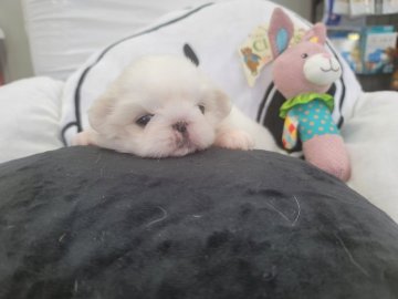 ペキニーズ【福岡県・女の子・2021年11月5日・ホワイト&クリーム】の写真「ほんわかマシュマロみたいな女の子❤」