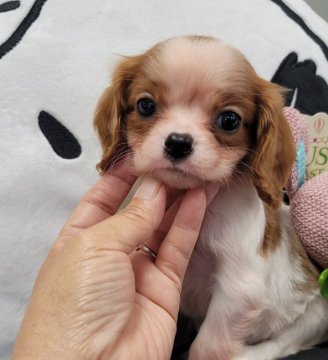 キャバリア【福岡県・女の子・2021年9月10日・ブレンハイム】の写真「ロゼンジの可愛い子❤」