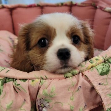 キャバリア【福岡県・女の子・2023年9月12日・ブレンハイム】の写真「ムッチャ可愛いですよ❤」