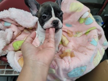 フレンチブルドッグ【福岡県・女の子・2021年6月9日・パイド】の写真「綺麗なパイドの女の子❤」