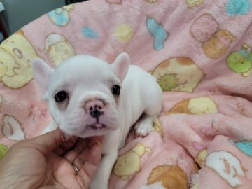 フレンチブルドッグ【福岡県・女の子・2021年7月18日・ホワイト「クリーム」】の写真「現時点では、珍しいホワイトの女の子です。」
