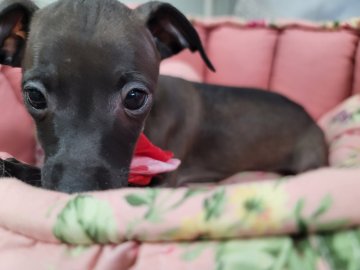 イタリアングレーハウンド【福岡県・女の子・2023年11月23日・シール&ホワイト】の写真「可愛く成長中❤」