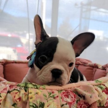 フレンチブルドッグ【福岡県・女の子・2023年8月30日・パイド】の写真「可愛く成長中❤」