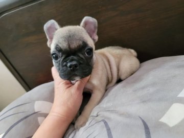 フレンチブルドッグ【福岡県・女の子・2021年10月1日・フォーン】の写真「ヤンチャな1人っ娘です。」