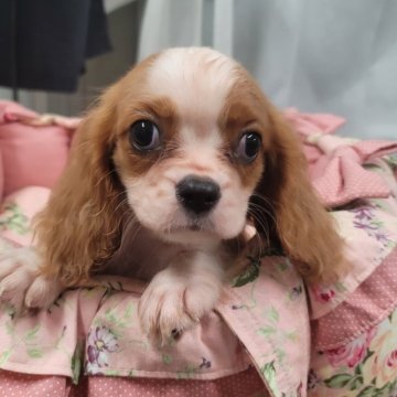 キャバリア【福岡県・女の子・2024年6月25日・ブレンハイム】の写真「小さいです。」