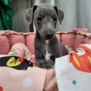 イタリアングレーハウンド【福岡県・男の子・2023年11月18日・ブルー&ホワイト】の写真「可愛く成長中❤」