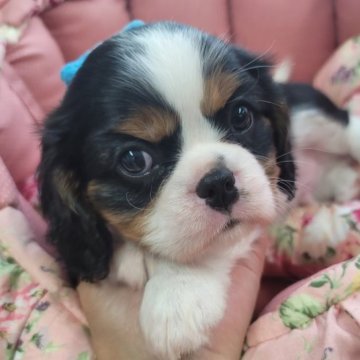 キャバリア【福岡県・男の子・2023年8月12日・トライ】の写真「可愛く成長中❤」