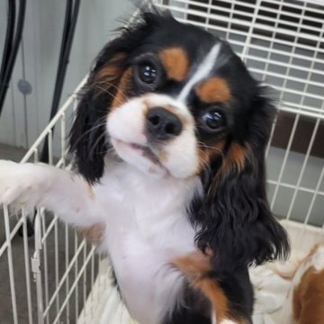 キャバリア【福岡県・男の子・2023年5月6日・トライ】の写真「ムッチャ可愛いですよ❤」