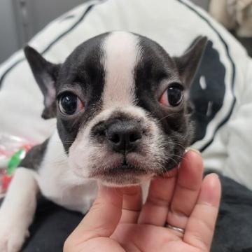 フレンチブルドッグ【福岡県・女の子・2022年10月3日・パイド】の写真「元気な女の子」