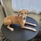 イタリアングレーハウンド【福岡県・男の子・2023年11月27日・ブルーフォーン】の写真1