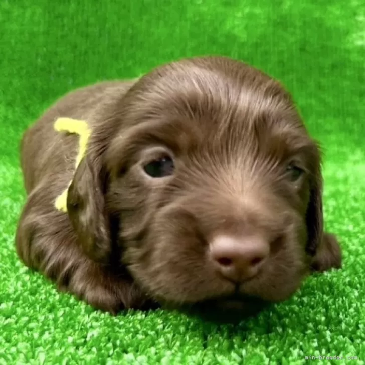 ゆーこ 様のお迎えした子犬