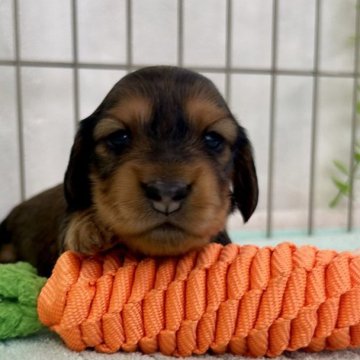 ミニチュアダックスフンド(ロング)【埼玉県・女の子・2025年11月14日・レッド】の写真「🌟こっくりレッドぷく〜んとしたお顔！の女の子🌟」