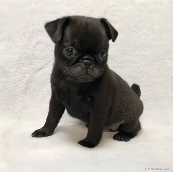 ID:2312-06629の子犬
