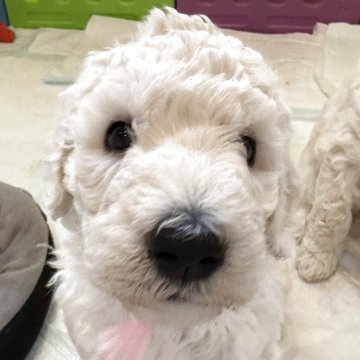 スタンダードプードル【愛知県・女の子・2025年4月26日・ホワイト】の写真「ガツガツ系女子」