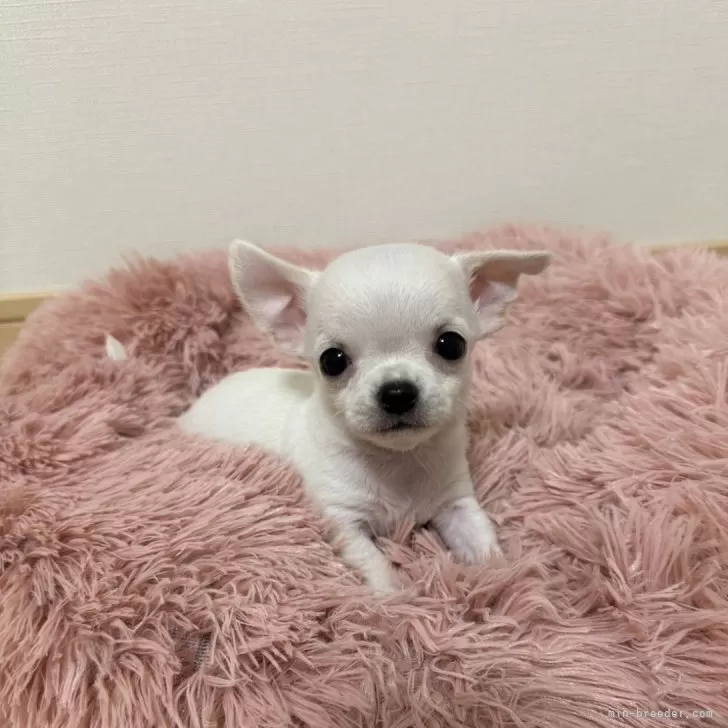 K.T 様のお迎えした子犬
