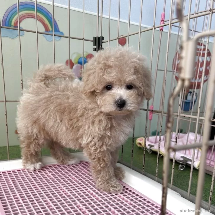 ID：2507-00226の子犬