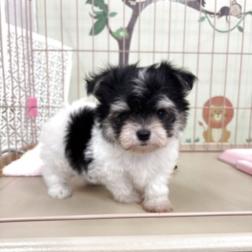 チワマル(マルチーズ×チワワ)【愛知県・男の子・2025年9月19日・白黒】の写真「元気いっぱいな男の子✨」
