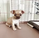 チワワ(スムース)