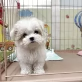 マルチーズ