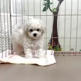 タイニープードル