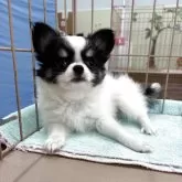 チワワ(ロング)