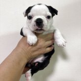 ボストンテリア
