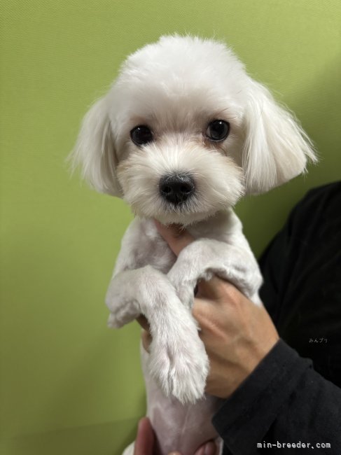 マルチーズ【・女の子・2024年6月8日・ホワイト】