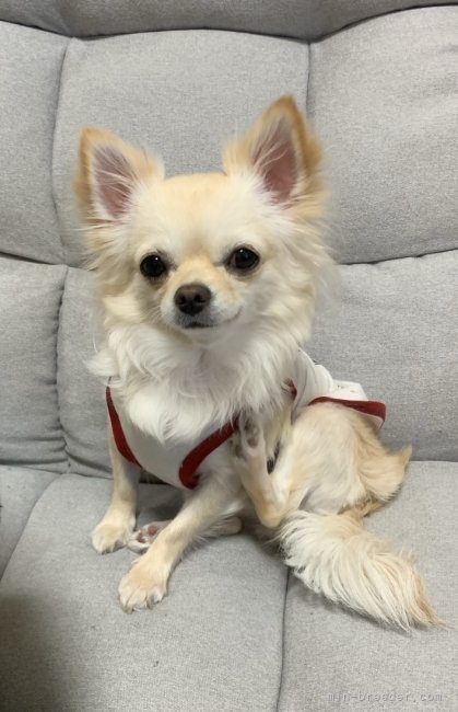 チワワ(ロング)【・女の子・2020年2月28日・クリーム】