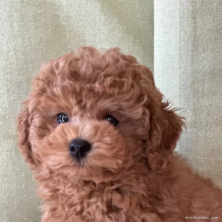 ID：2407-01923の子犬