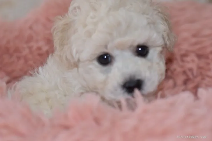 ID:2205-02039の子犬