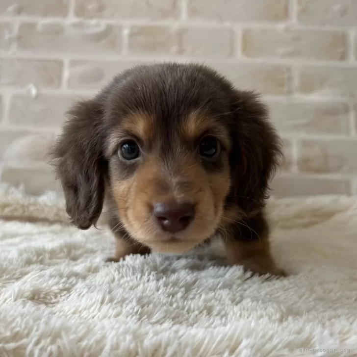 ID：2412-03582の子犬