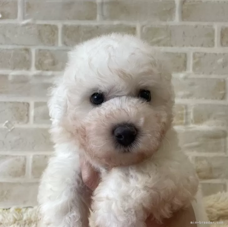 ID：2411-06893の子犬
