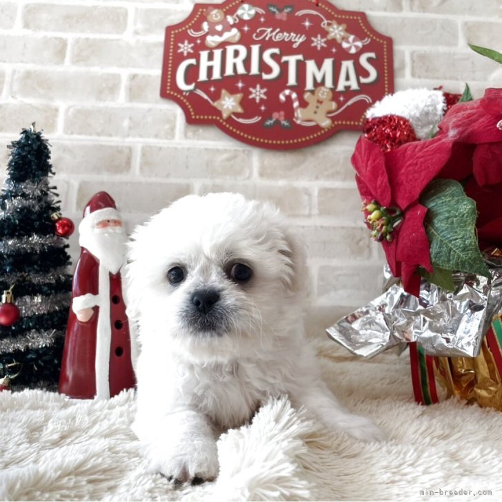 ブリーダー画像