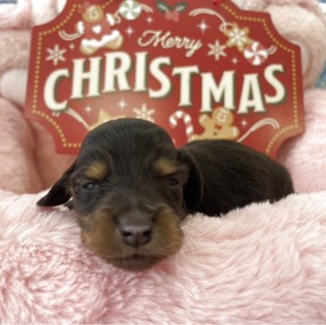 ミニチュアダックスフンド(ロング)【佐賀県・女の子・2025年11月25日・ブラックタン】の写真「とっても可愛い女の子♡」