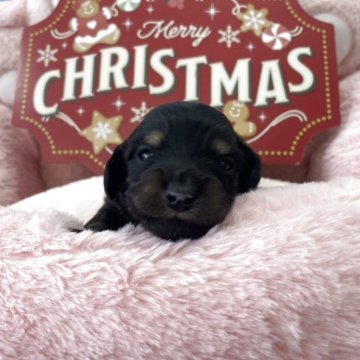 ミニチュアダックスフンド(ロング)【佐賀県・男の子・2025年11月25日・ブラックイエロー】の写真「とっても可愛い男の子(*´ω｀*)」