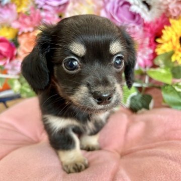 チワックス(チワワ×ダックスフンド)【佐賀県・男の子・2025年1月24日・ブラックイエロー】の写真「かわいいお顔の男の子(*^_^*)」