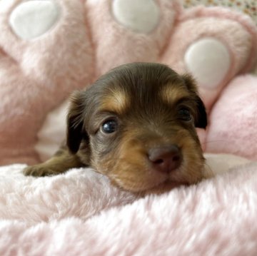 チワックス(チワワ×ダックスフンド)【佐賀県・女の子・2025年9月25日・チョコタンホワイト】の写真「とっても可愛い女の子♡」