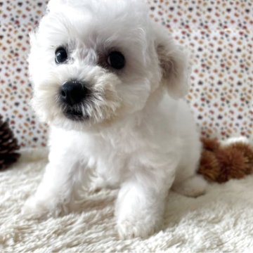 ビションフリーゼ【佐賀県・女の子・2025年8月20日・ホワイト】の写真「とっても可愛い女の子(*^_^*)」