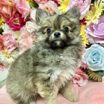 チワワ(ロング)【佐賀県・男の子・2024年12月25日・フォーン】の写真「とっても可愛い男の子(*^_^*)」