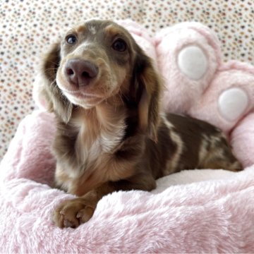 ミニチュアダックスフンド(ロング)【佐賀県・女の子・2025年5月26日・チョコダップル】の写真「社交的な性格(^^♡」