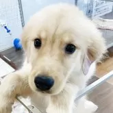 ゴールデンレトリバー【佐賀県・男の子・2025年3月21日・ゴールデン】の写真1