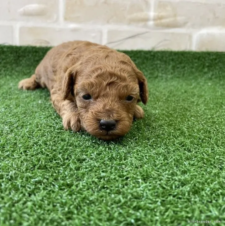 ID:2304-05570の子犬