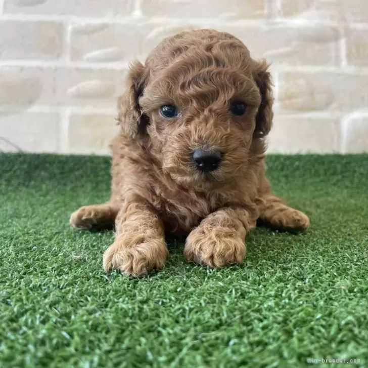 ID:2407-02806の子犬