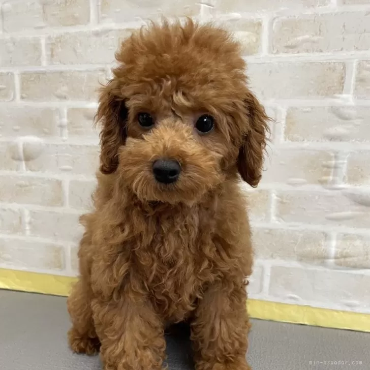 ID：2404-01893の子犬